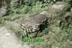 08-Latu-Pele
